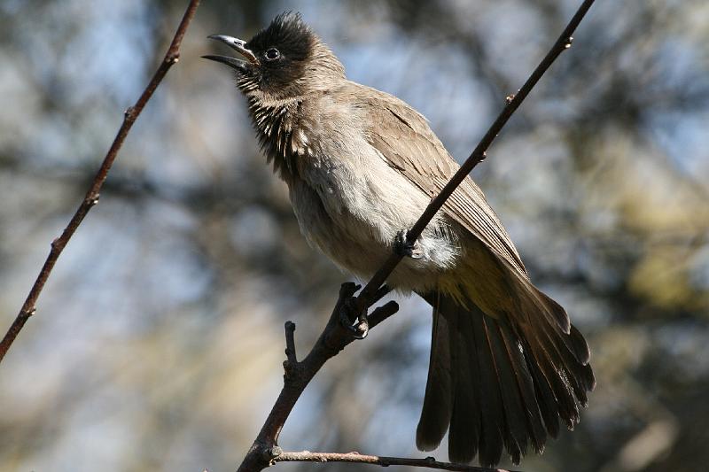 frieda 113.jpg - Ek sing van die wind wat waai!